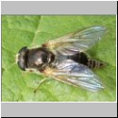 Cheilosia himantopus  - Erzschwebfliege w02.jpg